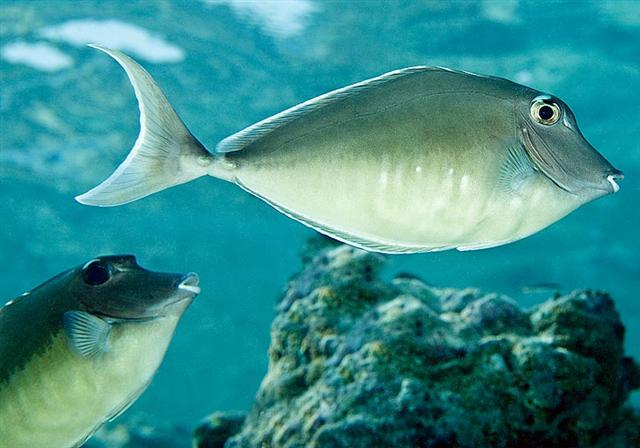  Naso brachycentron (Humpback Unicornfish)